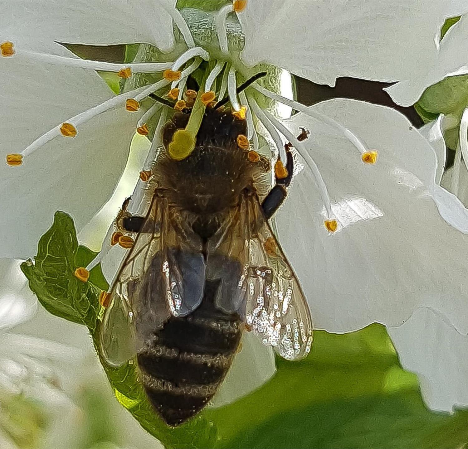 Foto für Erlebnisreiche Bienenwanderung